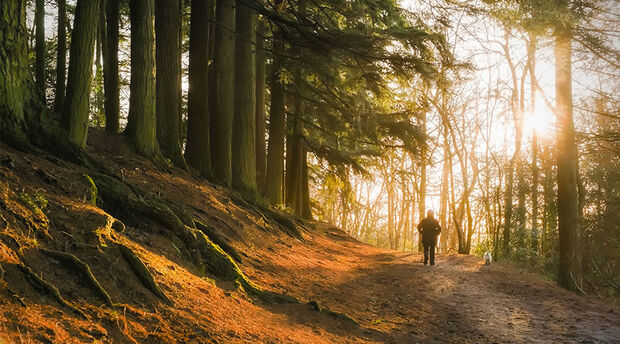 Morning light through winter trees