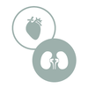 Icon of heart and kidney 
